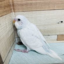 純白かと思ったら！？水色が！　セキセイインコ　ダブルファクター！