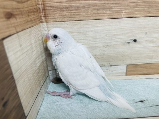 純白かと思ったら！？水色が！　セキセイインコ　ダブルファクター！