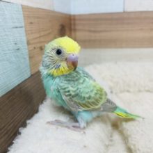 メロメロになっちゃう♡セキセイインコ パステルカラーレインボー　