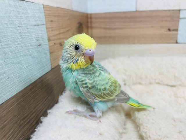 メロメロになっちゃう♡セキセイインコ パステルカラーレインボー　