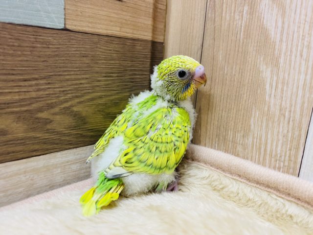 セキセイインコ