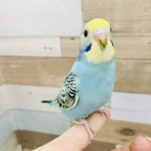 超ホヤホヤ最新画像！満点のカメラ目線✨セキセイインコヒナ(イエローフェイスオパーリン)
