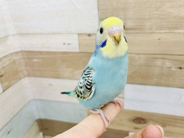 超ホヤホヤ最新画像！満点のカメラ目線✨セキセイインコヒナ(イエローフェイスオパーリン)