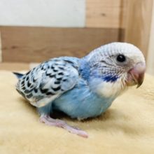 人気な鳥さんのヒナ☆セキセイインコのオパーリンカラー！