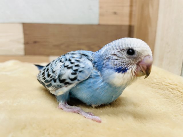 人気な鳥さんのヒナ☆セキセイインコのオパーリンカラー！