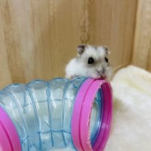 一緒に遊んで！！サファイアブルー女の子