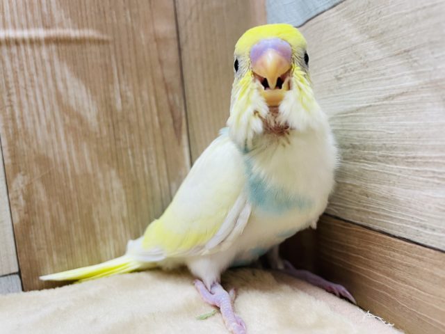 セキセイインコ