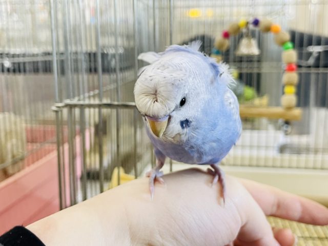 羽衣セキセイインコ