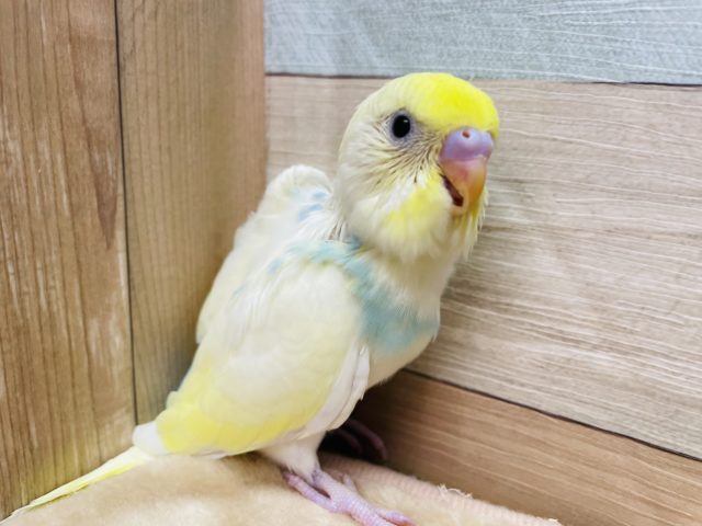 明るいカラーの元気っ仔☆セキセイインコのパステルレインボー