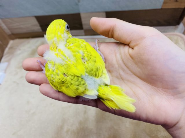 セキセイインコ