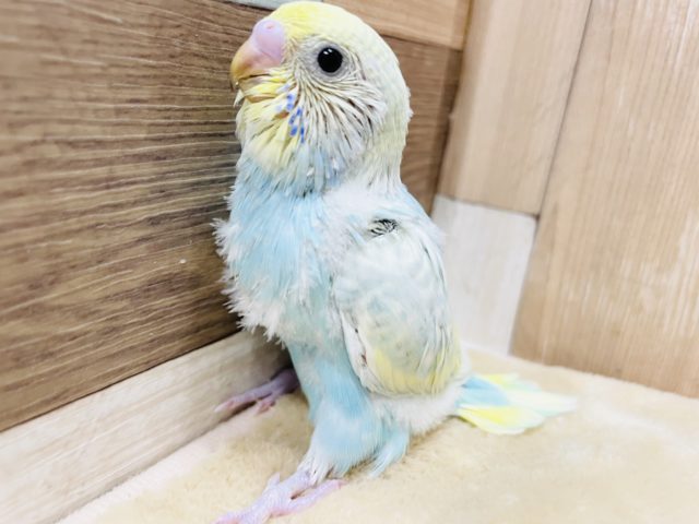 綿毛の残るヒナヒナさん☆セキセイインコのパステルレインボースパングルカラー！