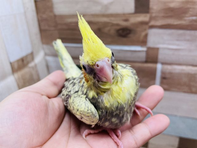 オカメインコ