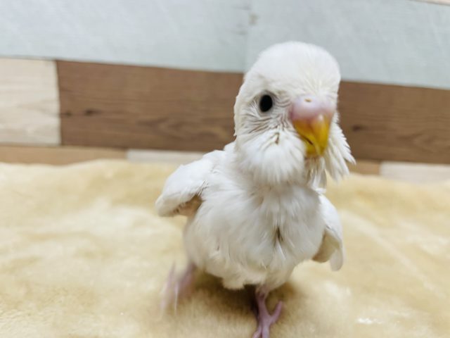 純白天使なヒナさんです☆セキセイインコのダブルファクターカラー！