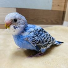 どんな仔になるかな？セキセイインコオパーリンやって来ました！！