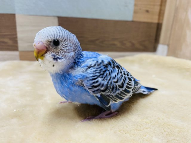 どんな仔になるかな？セキセイインコオパーリンやって来ました！！