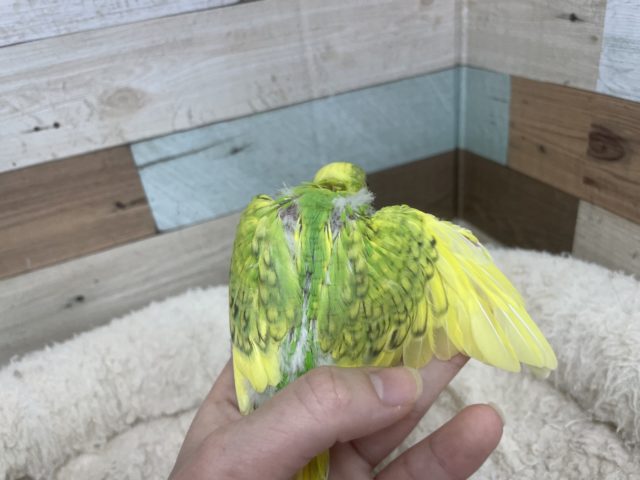 セキセイインコ