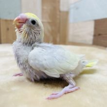 アピール上手なヒナさん☆セキセイインコのイエローフェイスライラックカラー！