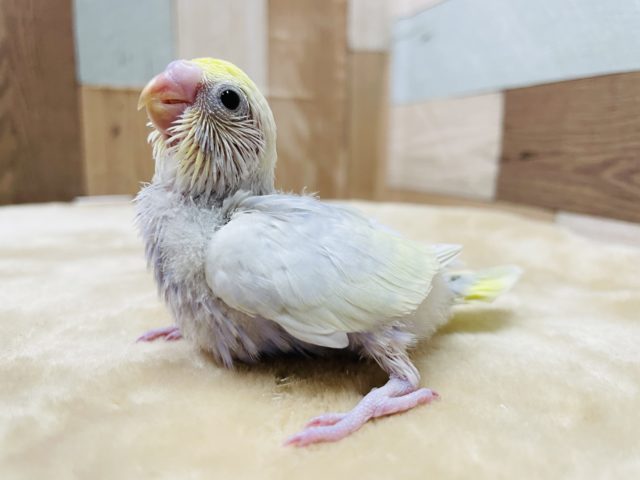 アピール上手なヒナさん☆セキセイインコのイエローフェイスライラックカラー！