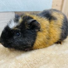 最新ナデナデ動画あります！色の入り方がカッコいい☆クレステッドモルモット！