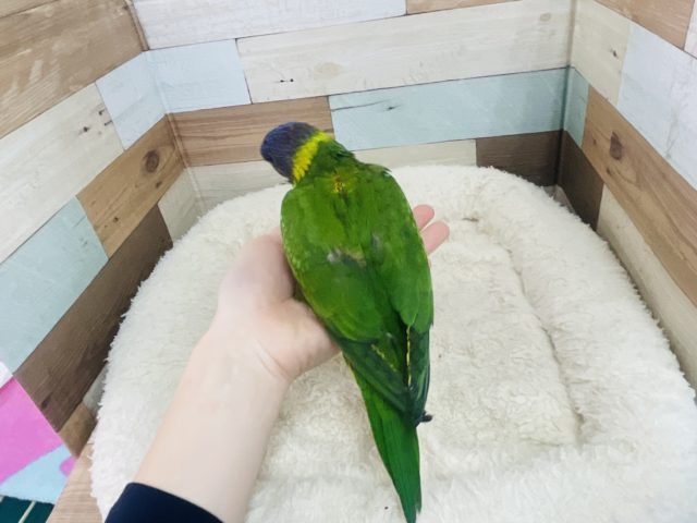 アカエリゴシキセイガイインコ