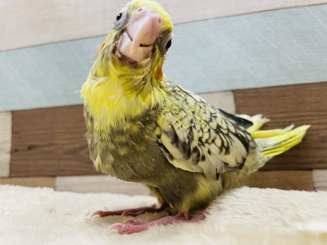 オカメインコ