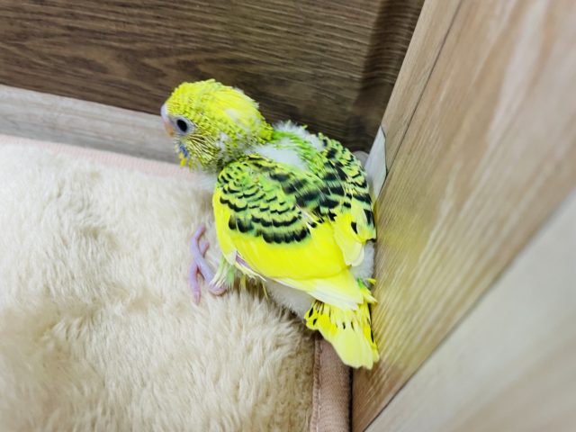 セキセイインコ