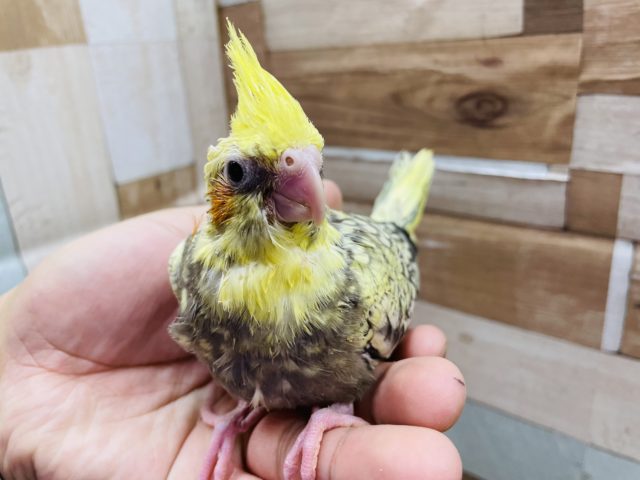 オカメインコ