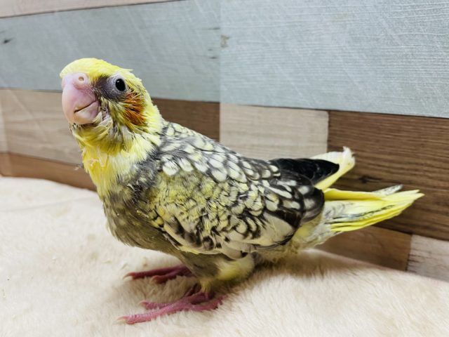 オカメインコ