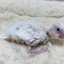 純粋なホワイトカラー！セキセイインコ　ダブルファクター