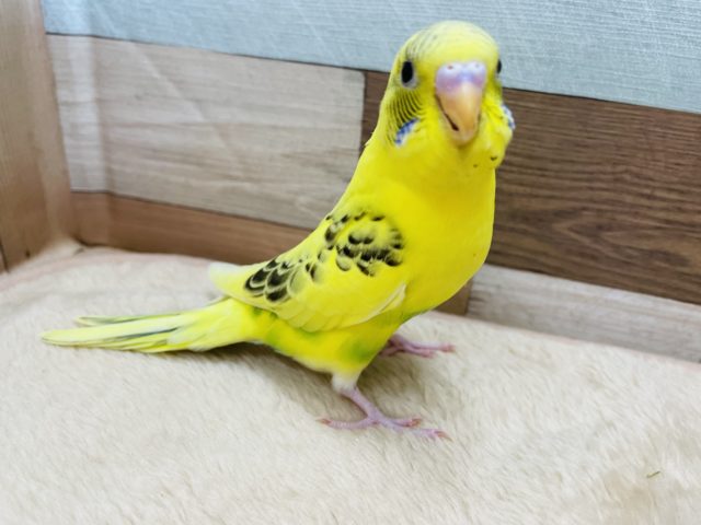 最新画像あり！！人気カラーのキハルクのヒナです☆セキセイインコのハルクインカラー！