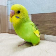 最新画像有り！！アピール上手なヒナさんです☆セキセイインコのパイドカラー！