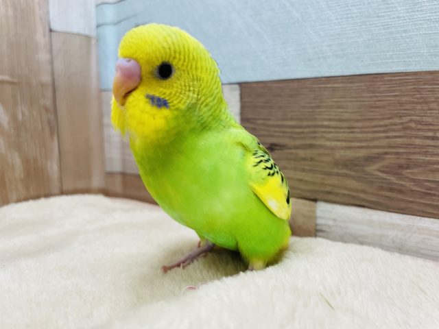 最新画像有り！！アピール上手なヒナさんです☆セキセイインコのパイドカラー！