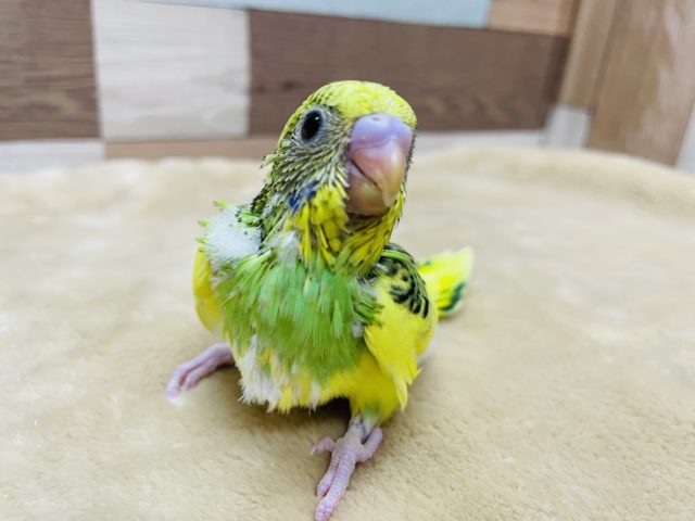 セキセイインコ