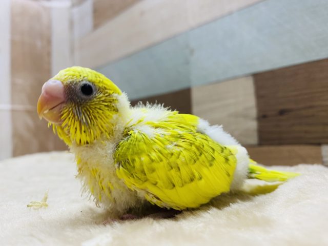 セキセイインコ