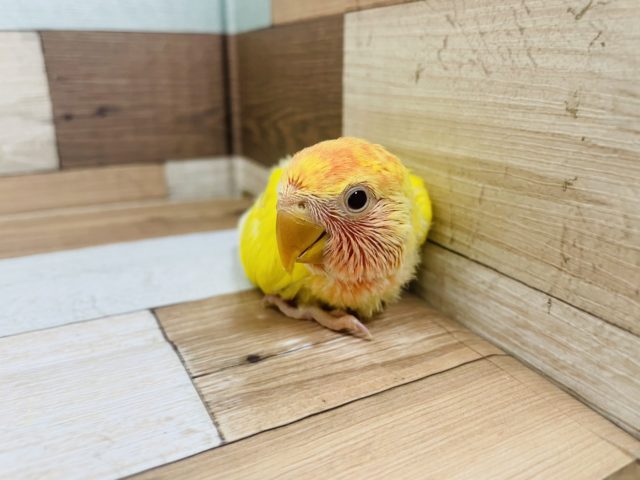 コザクラインコ（小桜インコ）