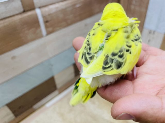 セキセイインコ