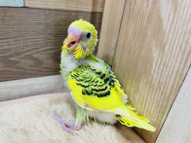 セキセイインコ