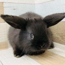 耳が横にピーーン！？ロップイヤーラビットさん(ブラック)