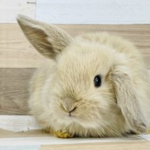 キュートボーイ♥️ホーランドロップイヤーくん(ミルクティー)