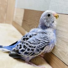 ごはん大好きなヒナさん☆セキセイインコのオパーリンカラー！