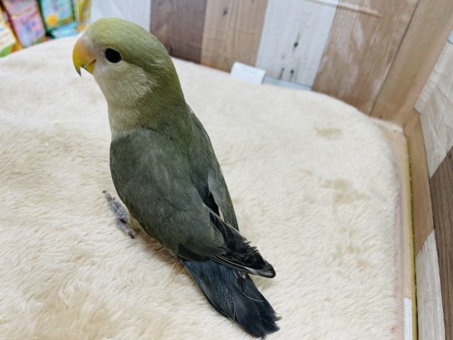 コザクラインコ（小桜インコ）