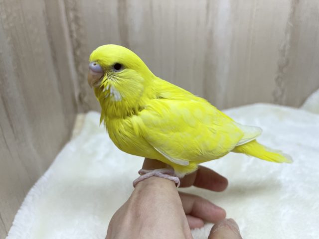 ジャンボセキセイインコ