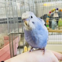 超ホヤホヤ最新画像☆ポーズが完璧！？羽衣セキセイインコヒナ(スパングル)