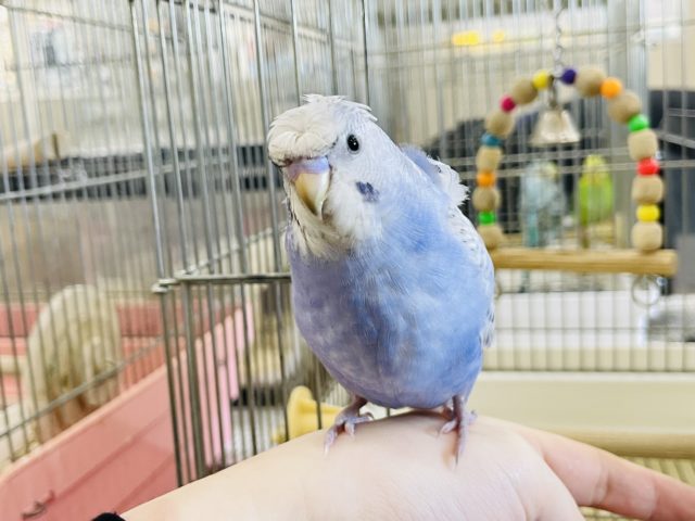 超ホヤホヤ最新画像☆ポーズが完璧！？羽衣セキセイインコヒナ(スパングル)