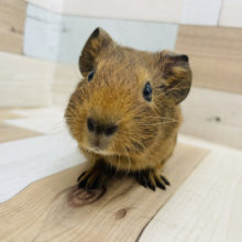 そんな可愛い顔で見つめられたら…♡イングリッシュモルモットちゃん！