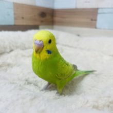 ライムグリーンと！シナモンの模様～～　セキセイインコ　シナモンスパングル☆☆