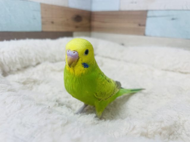 ライムグリーンと！シナモンの模様～～　セキセイインコ　シナモンスパングル☆☆