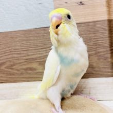明るいカラーの元気っ仔☆セキセイインコのパステルレインボーハルクインカラー！