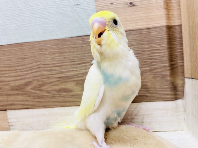 明るいカラーの元気っ仔☆セキセイインコのパステルレインボーハルクインカラー！