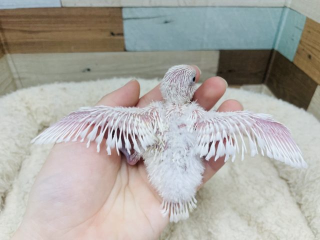 セキセイインコ